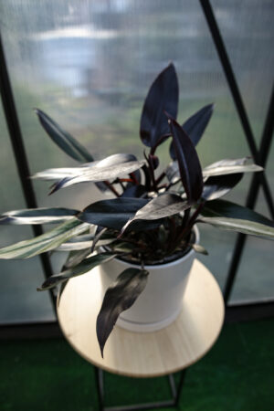 Philodendron Lisa
