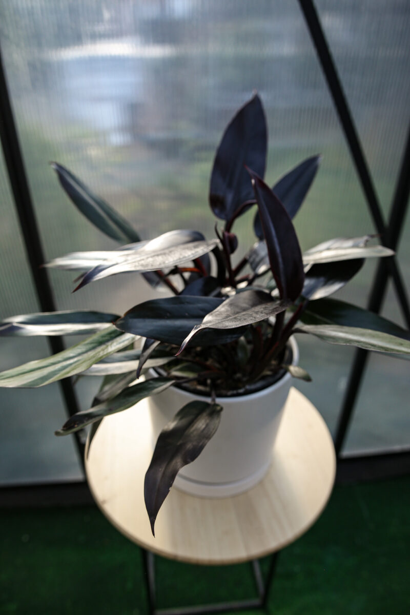 Philodendron Lisa