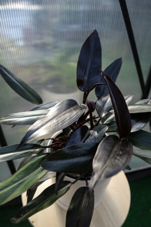 Philodendron Lisa