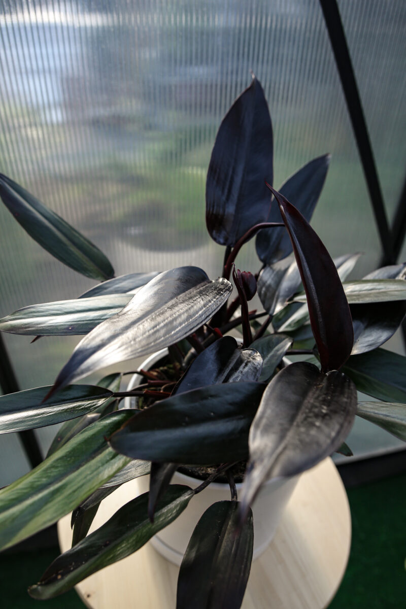 Philodendron Lisa
