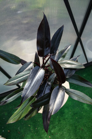 Philodendron Lisa
