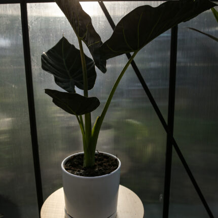 Alocasia Regal Shield