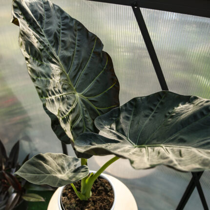 Alocasia Regal Shield
