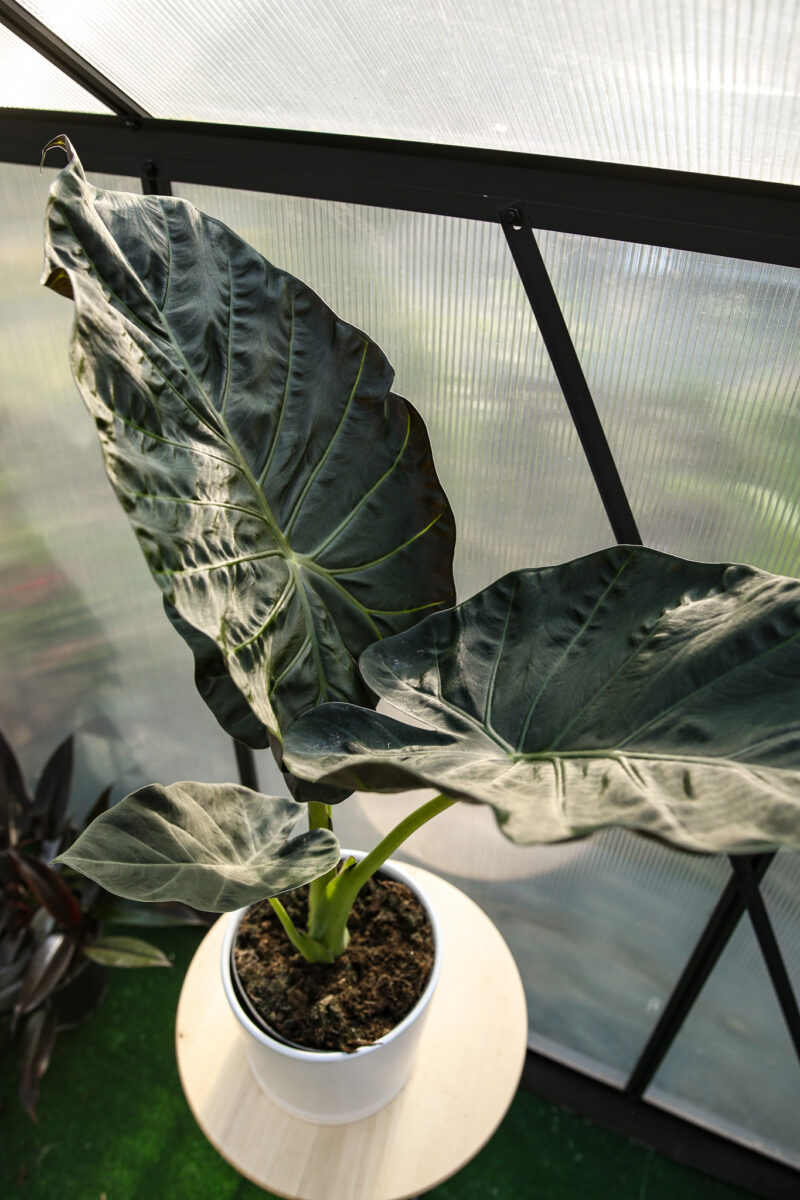 Alocasia Regal Shield Alocasia Regal Shield