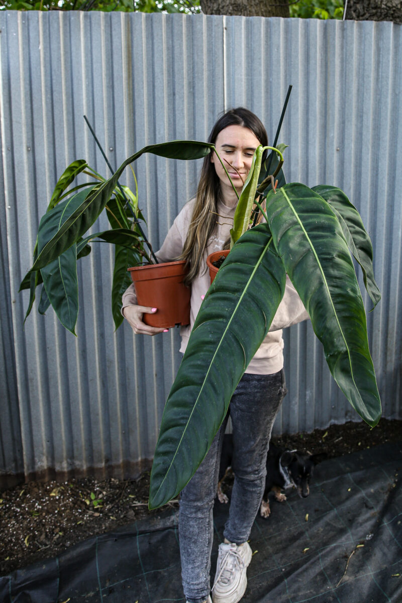 Philodendron Patriciae Philodendron Patriciae