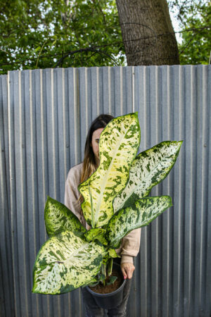 Diffenbachia Banana