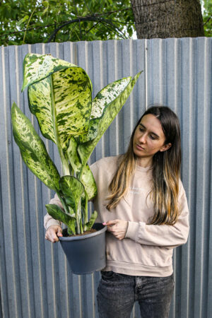 Diffenbachia Banana