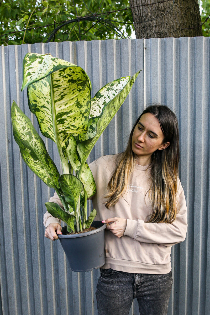 Diffenbachia Banana