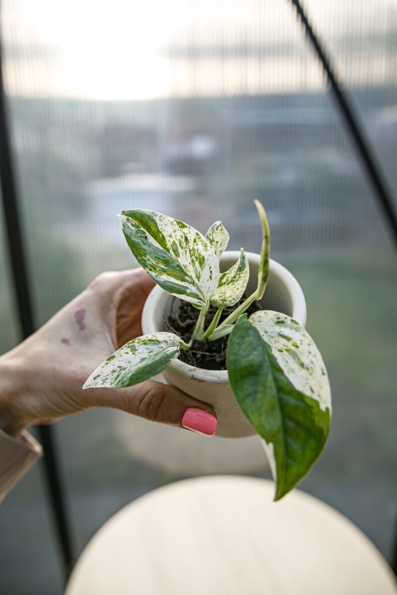 Epipremnum Pinnatum Marble Variegata