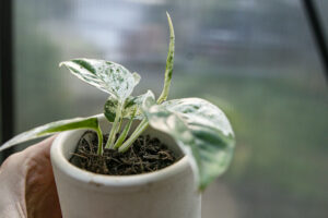 Epipremnum Pinnatum Marble Variegata