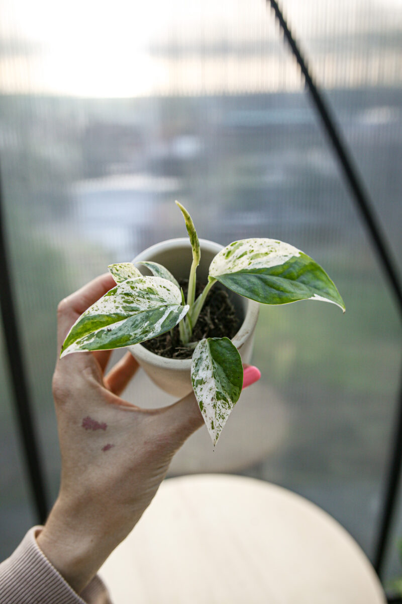 Epipremnum Pinnatum Marble Variegata Epipremnum Pinnatum Marble Variegata