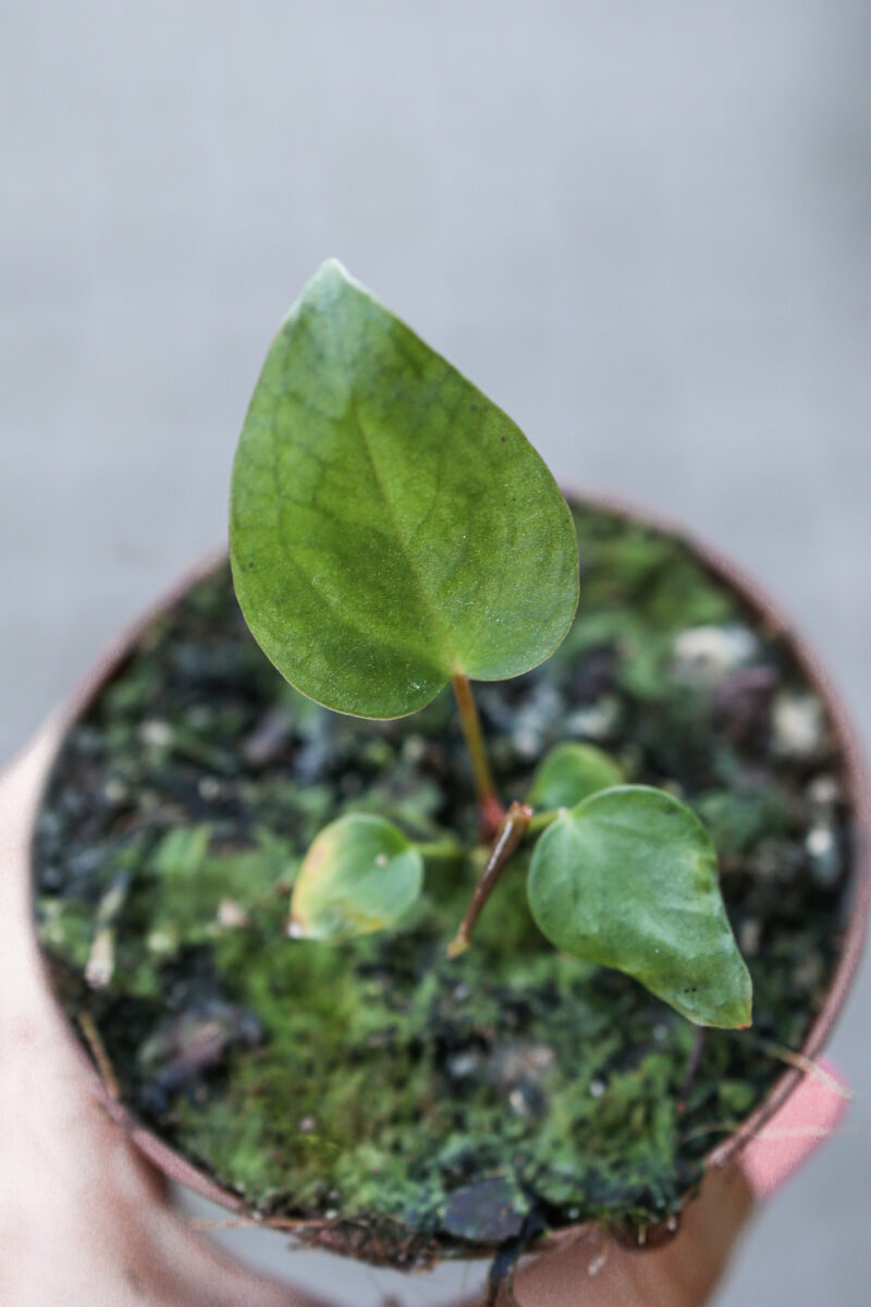 Anthurium Magnificum x Recavum Anthurium Magnificum x Recavum