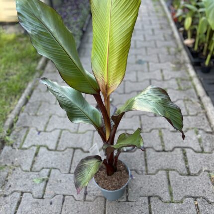 Bananowiec Ensete maurelli (musa maurelli) Abisyński