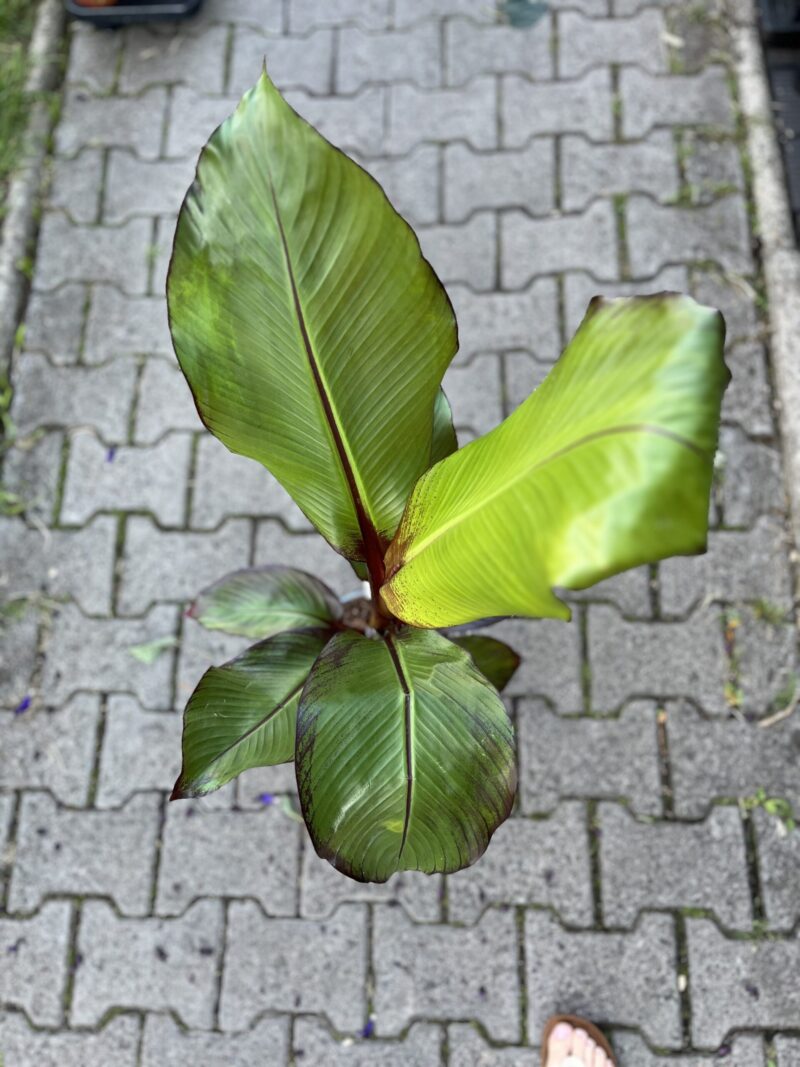 Bananowiec Ensete maurelli (musa maurelli) Abisyński Bananowiec Ensete maurelli (musa maurelli) Abisyński