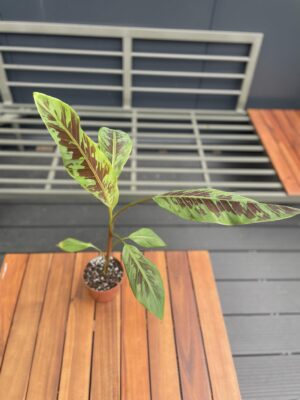 Musa Zebrina Rojo
