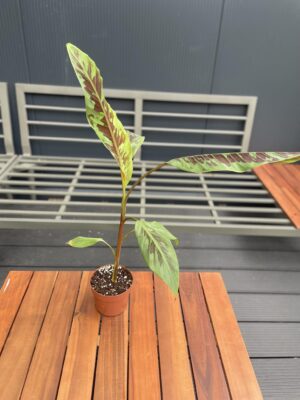 Musa Zebrina Rojo