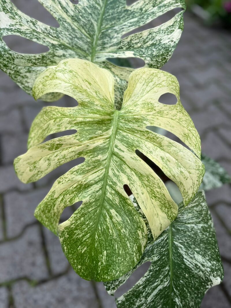 Monstera Deliciosa Mint Monstera Deliciosa Mint