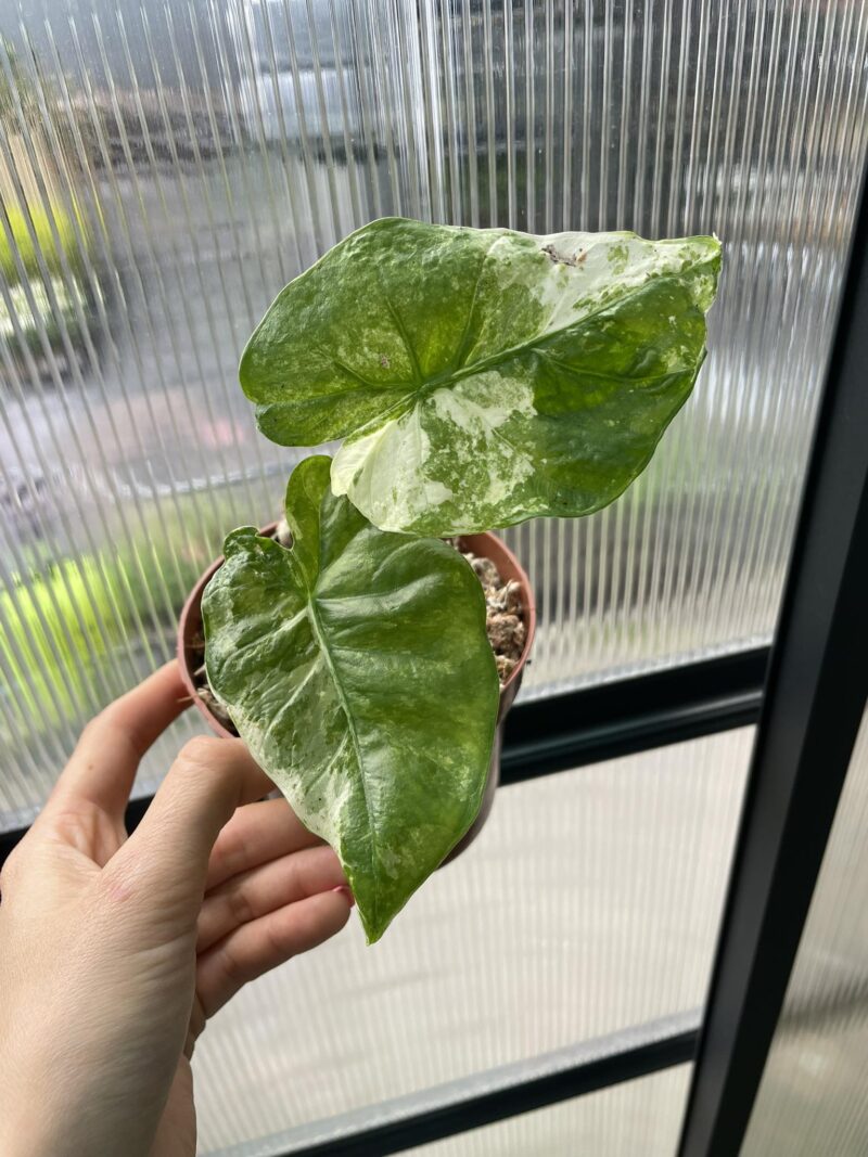 Alocasia Macrorhiza Splash II kategoria