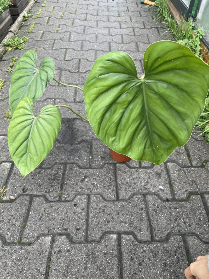 Philodendron SP Colombia Philodendron SP Colombia