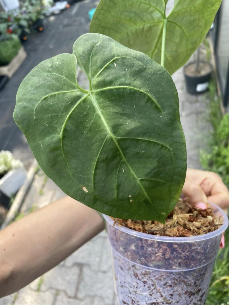 Anthurium Dressleri X
