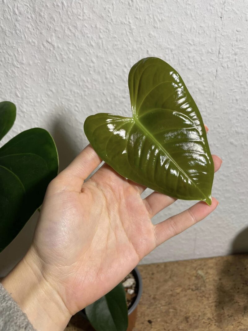 Anthurium corallinum x Anthurium luxurians