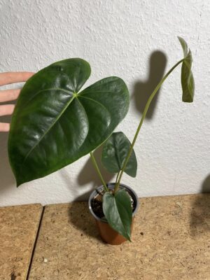 Anthurium corallinum x Anthurium luxurians