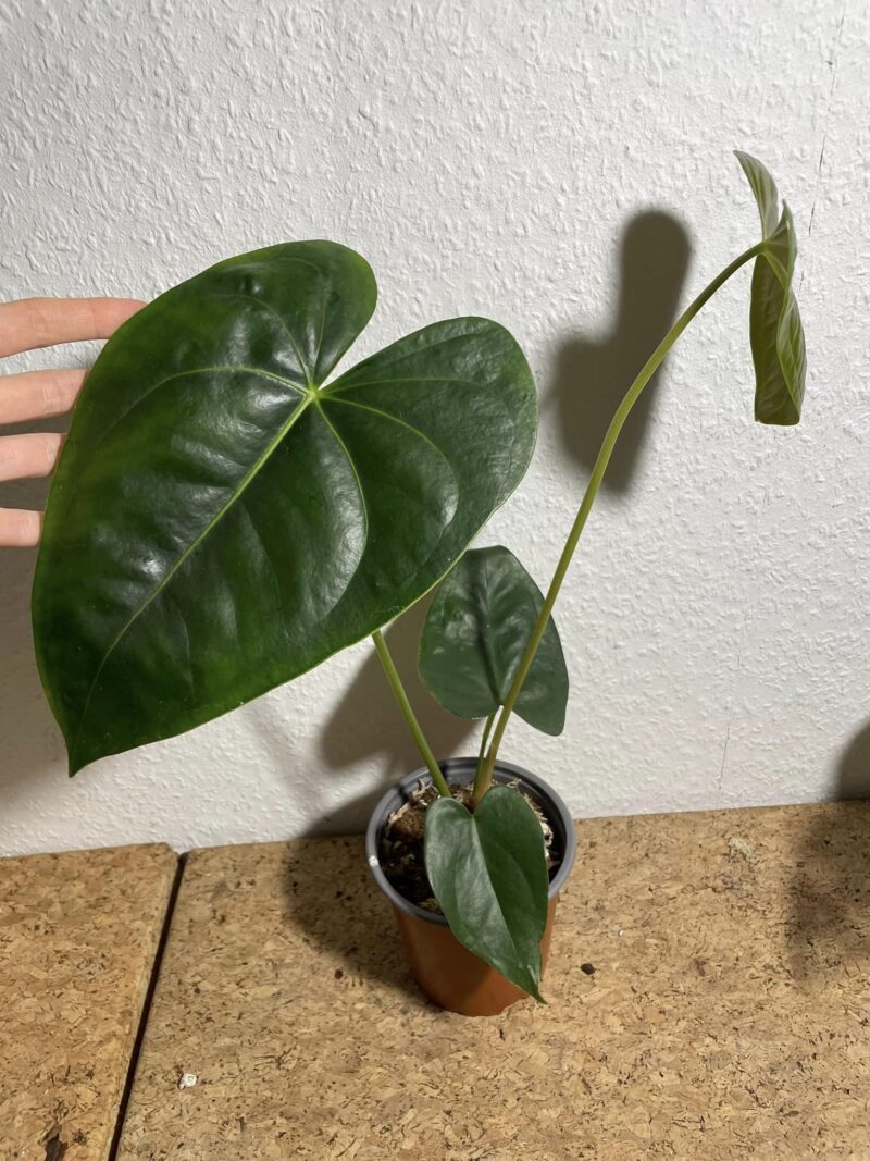 Anthurium corallinum x Anthurium luxurians