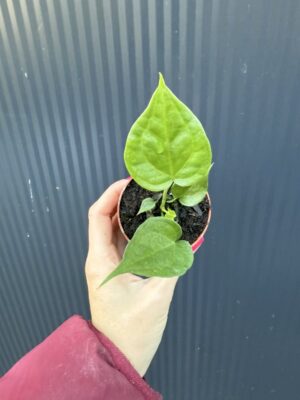 Anthurium Delta Force