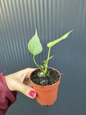 Anthurium Delta Force
