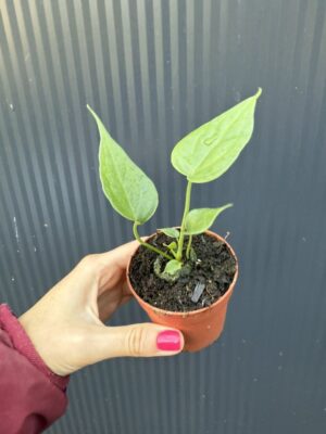 Anthurium Delta Force