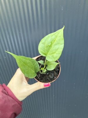Anthurium Delta Force