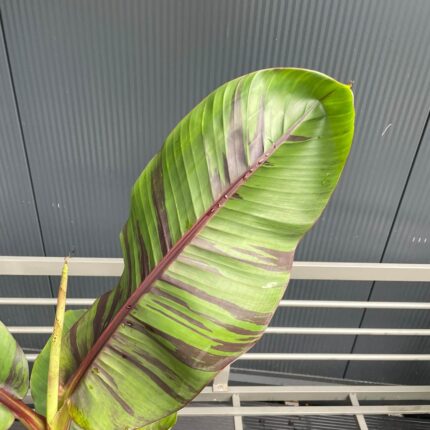 Musa Ever Red