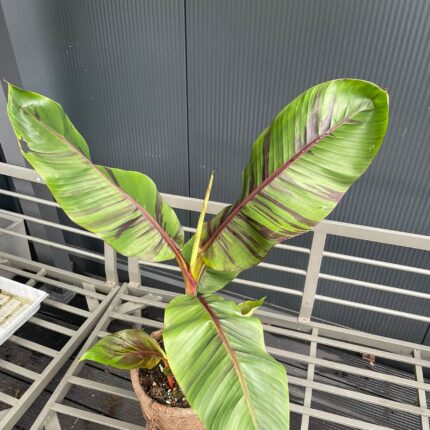 Musa Ever Red
