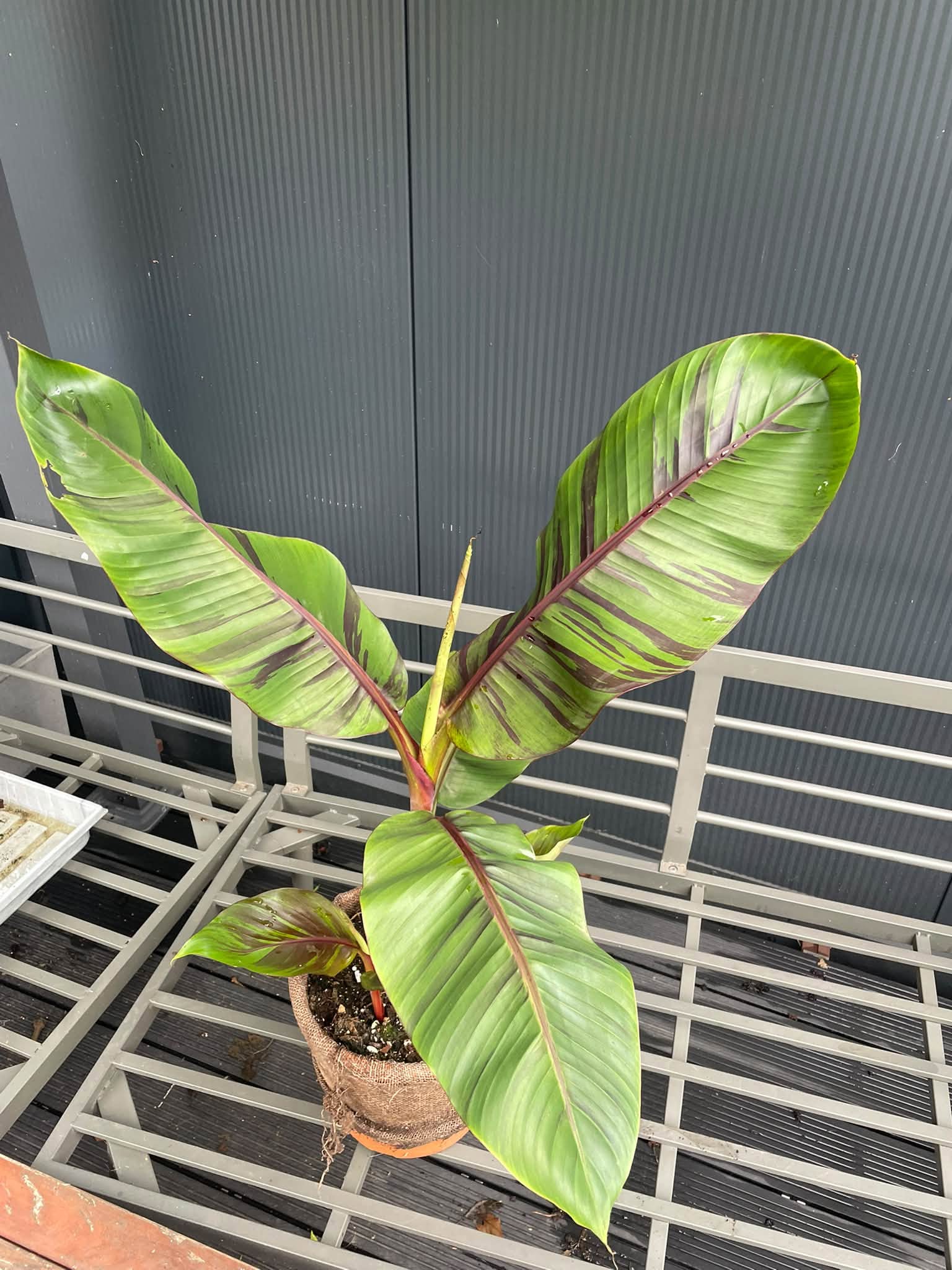 Musa Ever Red