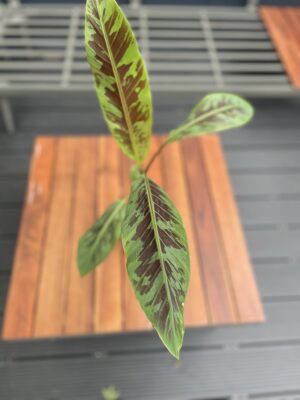 Musa Zebrina Rojo