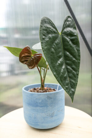 Anthurium corallinum x Anthurium luxurians