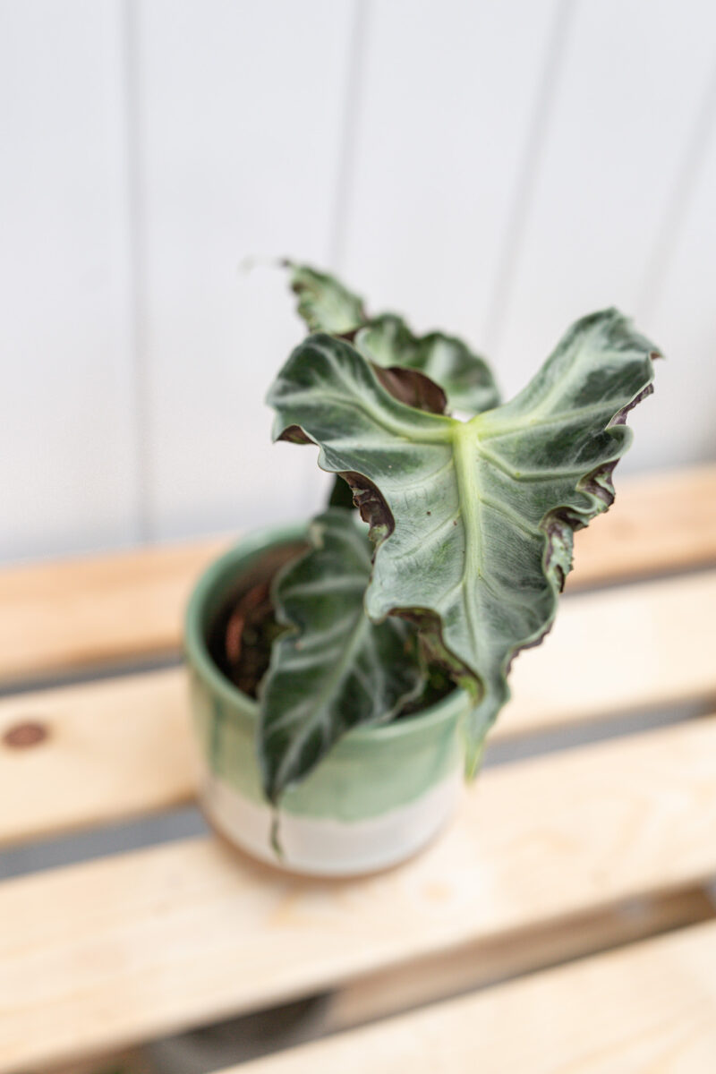 Alocasia Loco