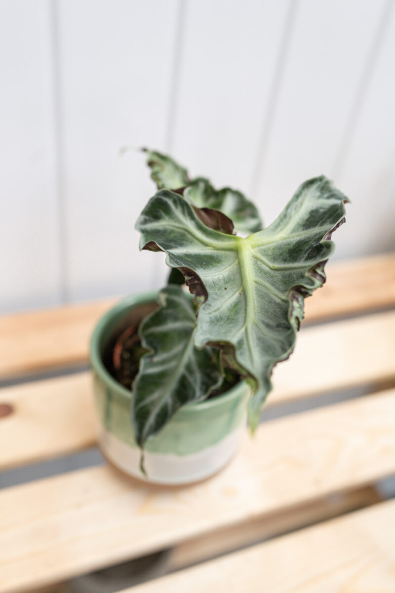 Alocasia Loco