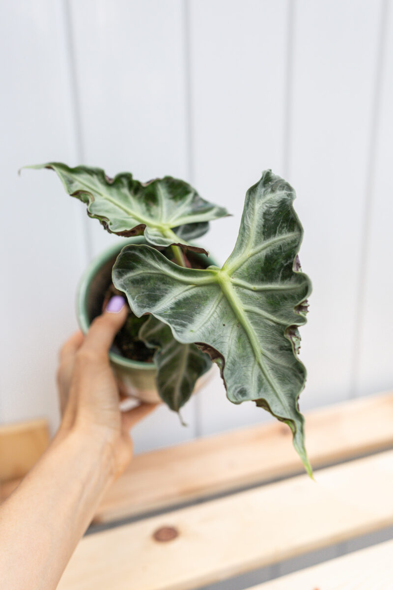 Alocasia Loco Alocasia Loco