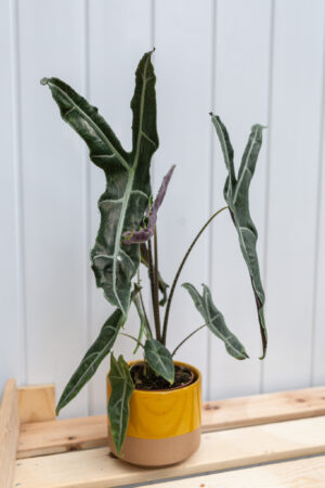 Alocasia Longiloba Narrow