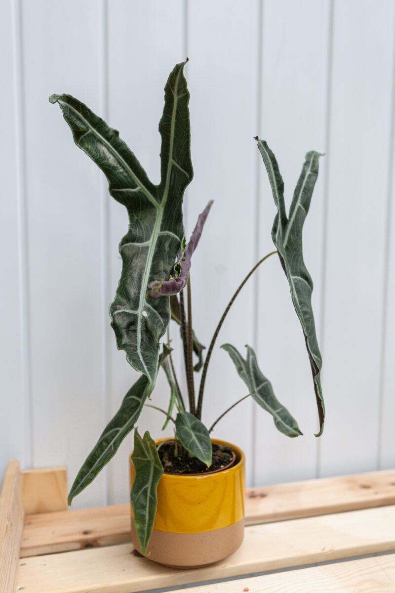 Alocasia Longiloba Narrow
