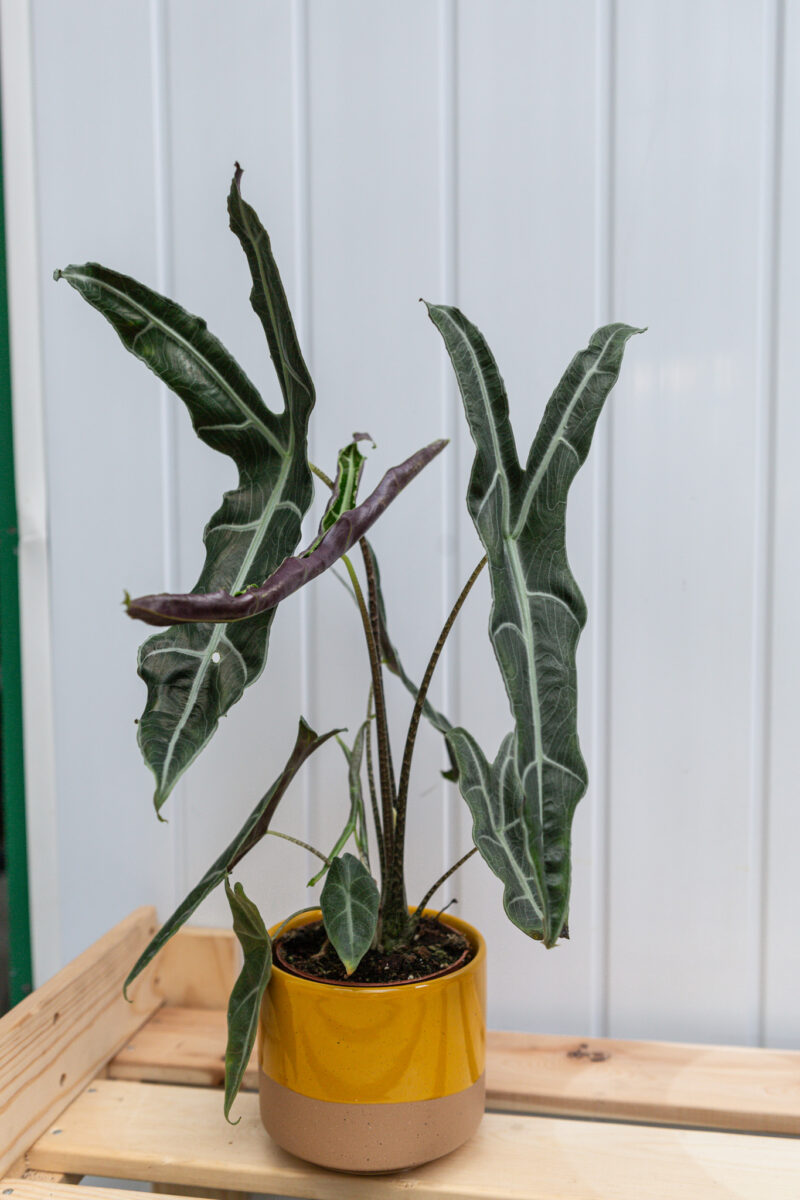 Alocasia Longiloba Narrow