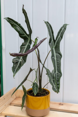 Alocasia Longiloba Narrow