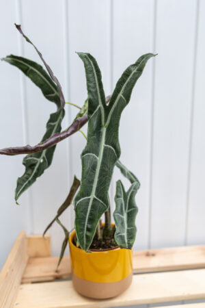 Alocasia Longiloba Narrow