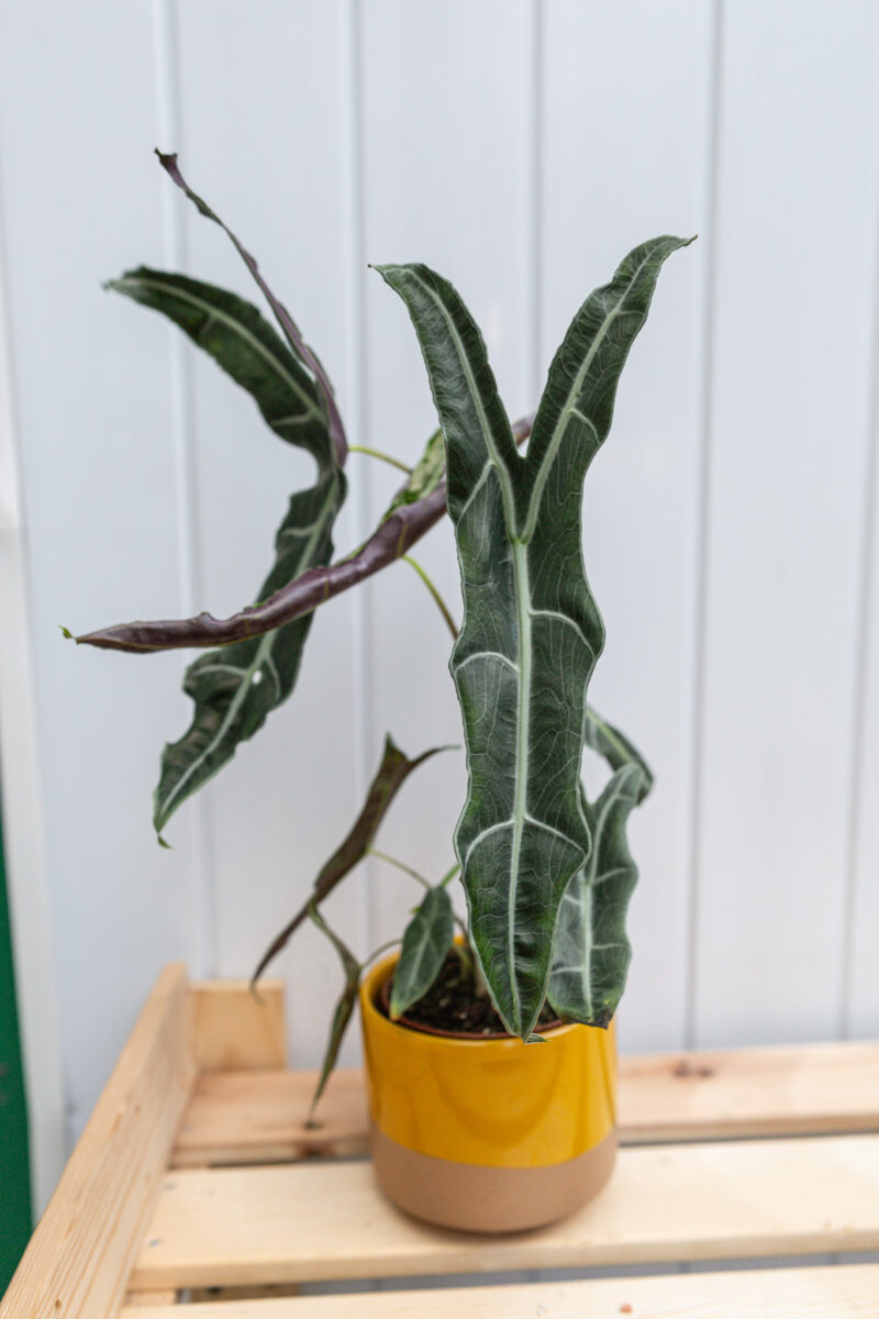 Alocasia Longiloba Narrow