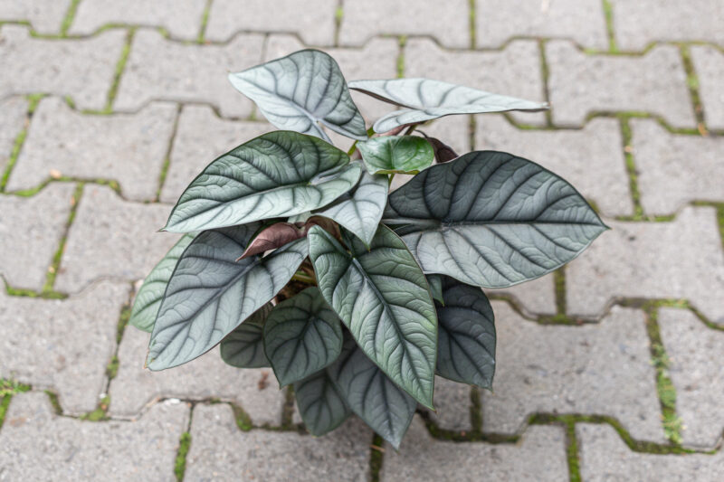 Alocasia Red Grey