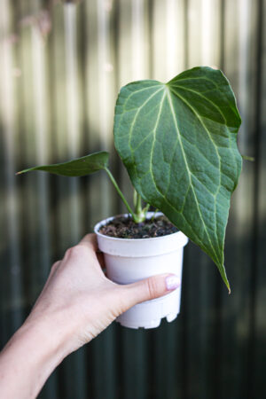 Anthurium Delta Force
