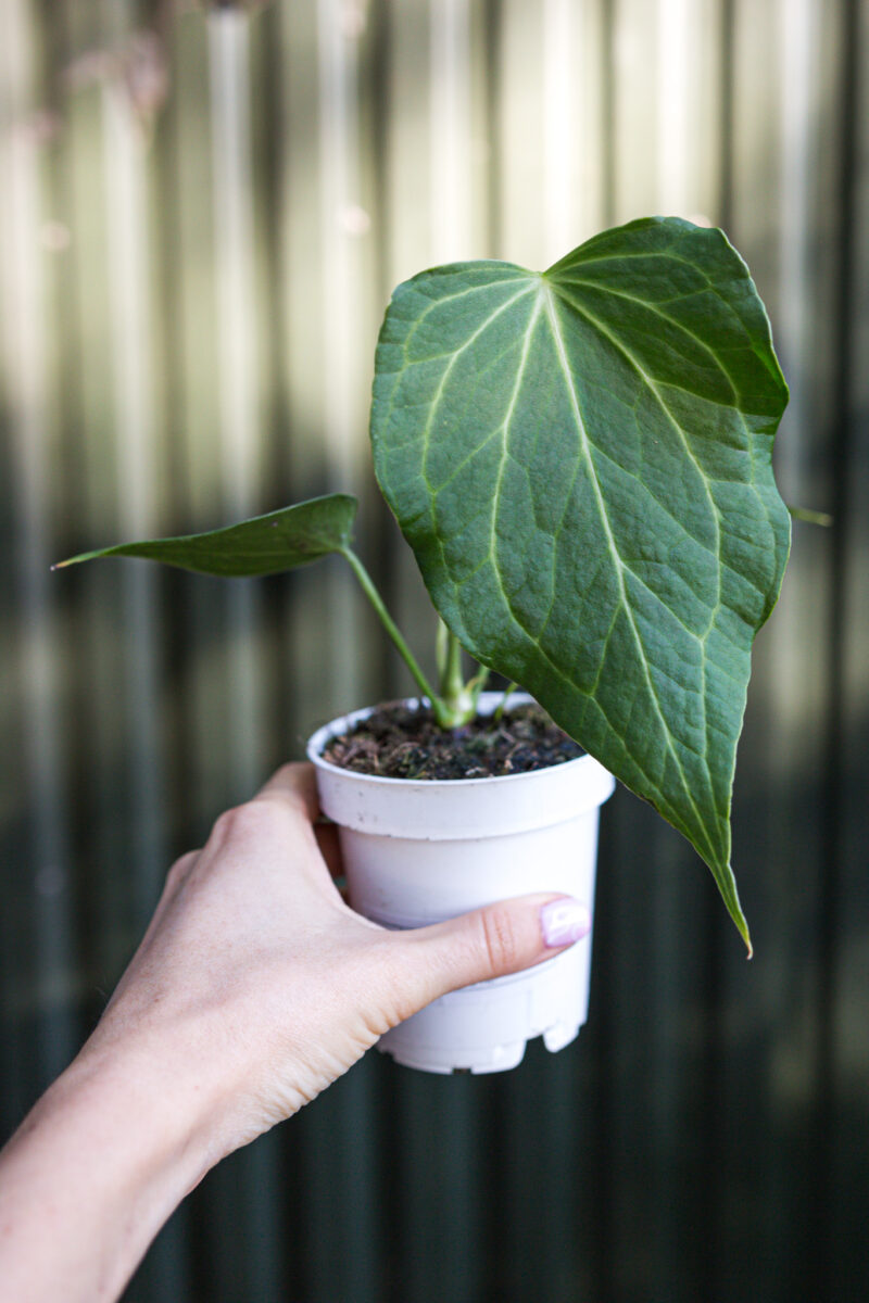 Anthurium Delta Force