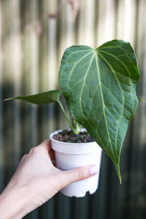 Anthurium Delta Force