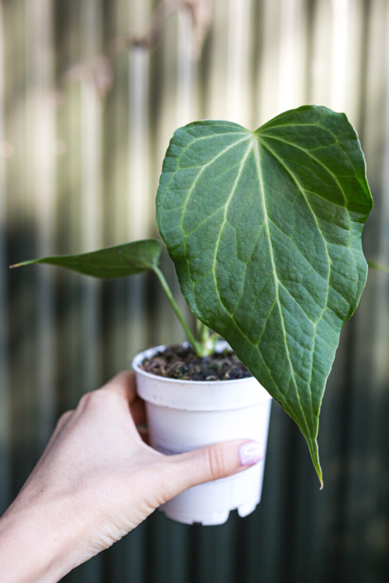 Anthurium Delta Force Anthurium Delta Force